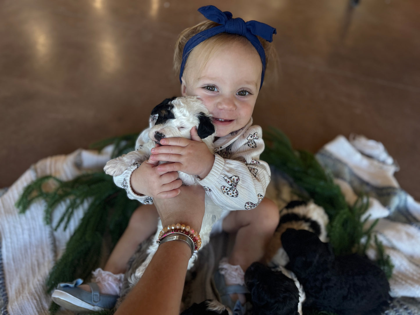 F1B Micro/Mini Bernedoodle (male) "Kevin”