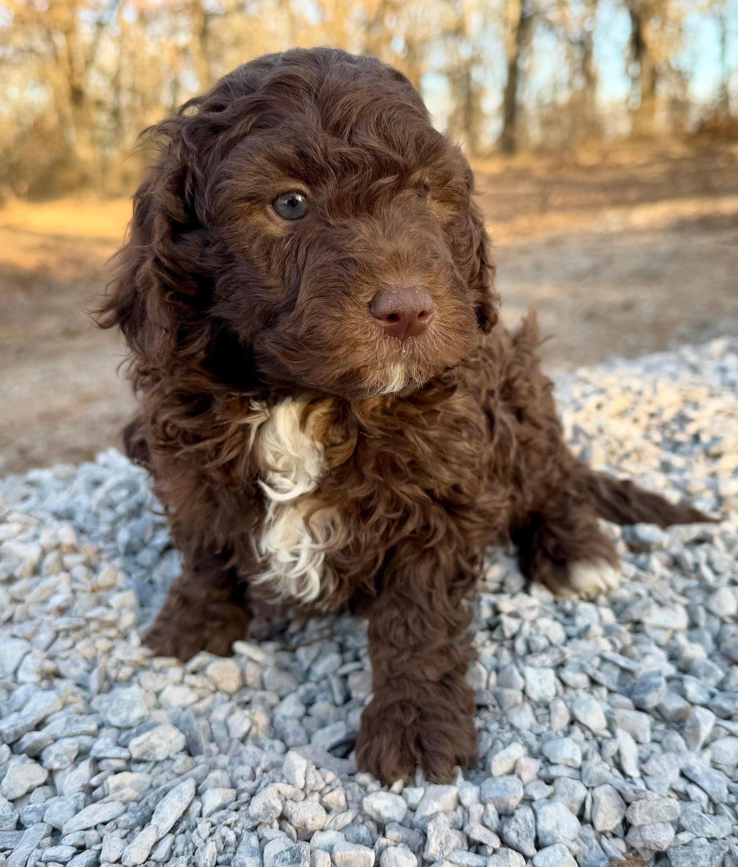 F1b Mini Bernedoodle (male) "Christopher”