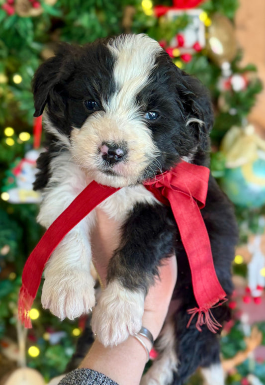 F1 Standard Bernedoodle (male) “Toodles”