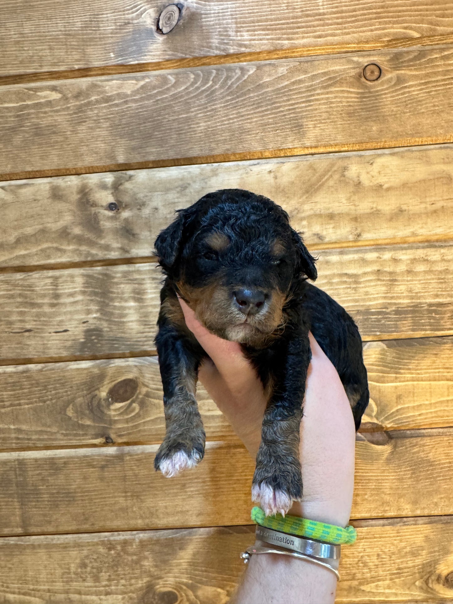 F1BB Micro/Mini Bernedoodle (female) "Bunny”