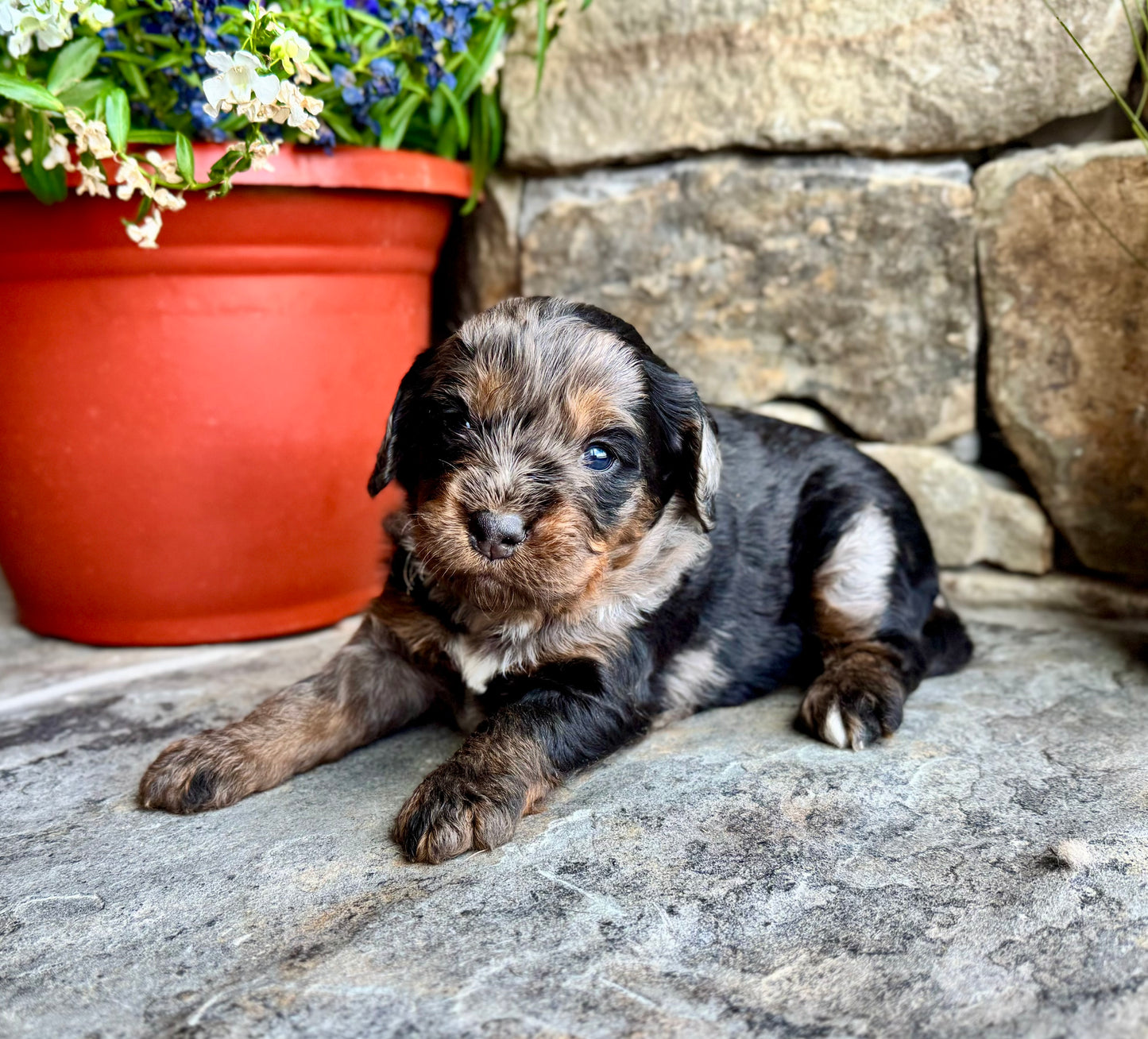 F1 mini  Bernedoodle (female) "Watermelon"