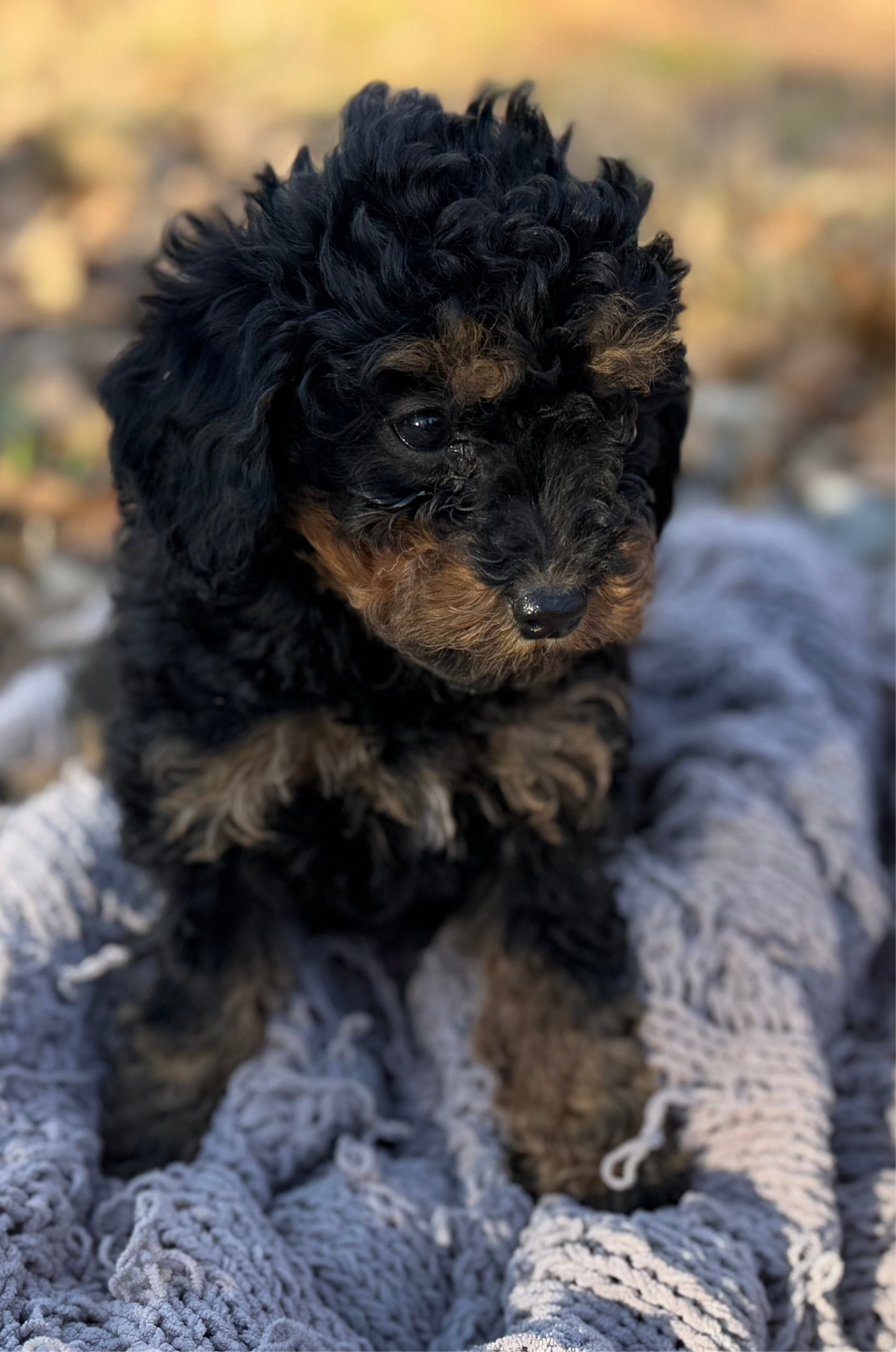 F1bb Micro Bernedoodle (female) “Donna Who”