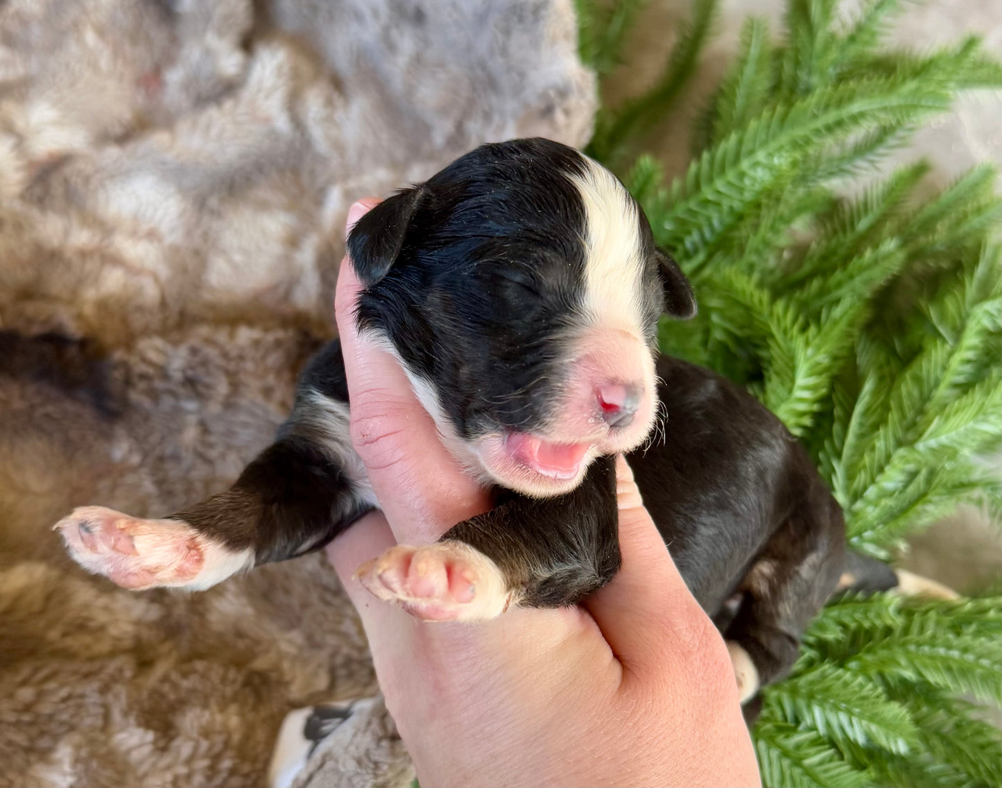 F1 Standard Bernedoodle (female) "Minnie”