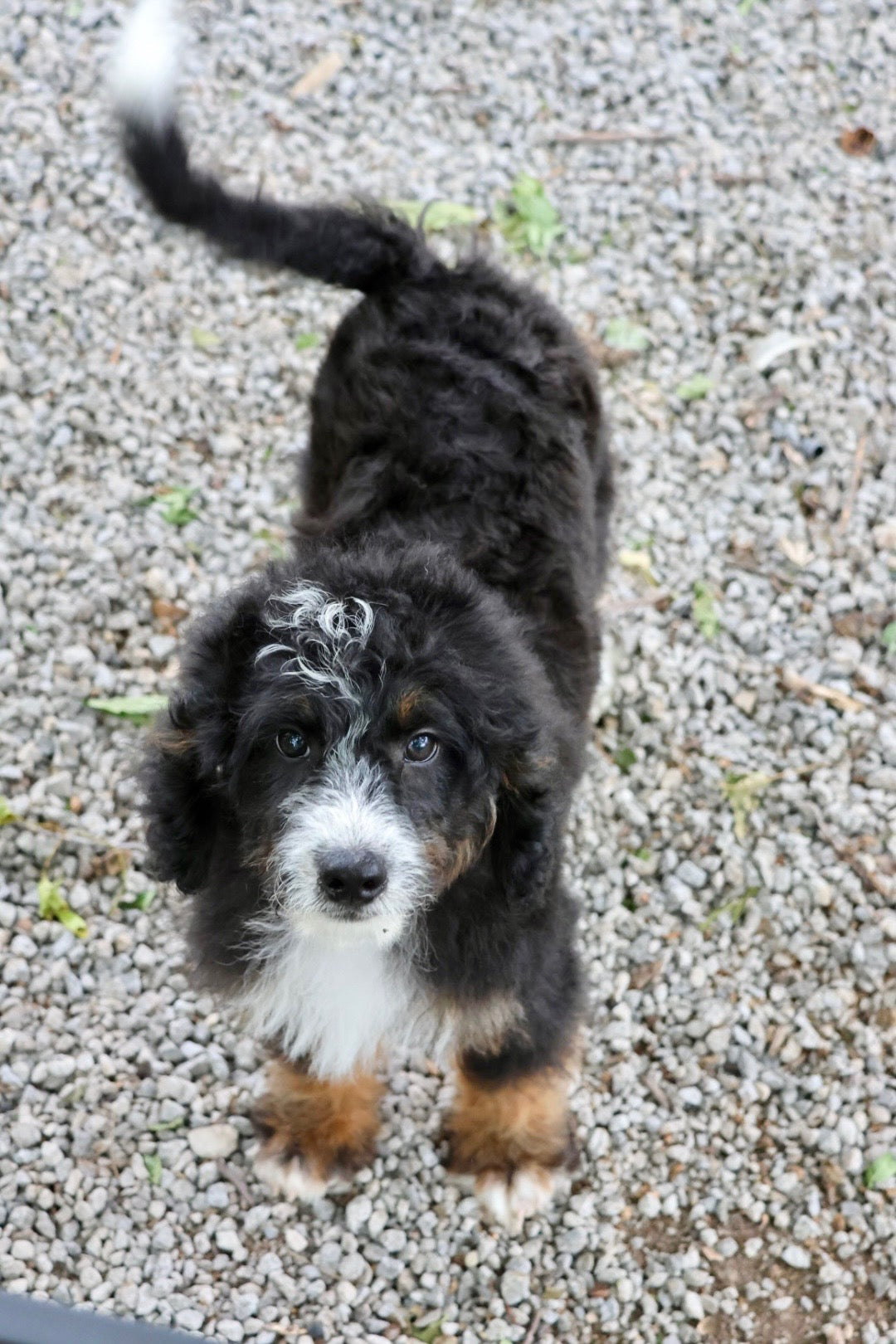 F1B Mini Bernedoodle (male) "Frank”