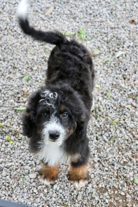 F1B Mini Bernedoodle (male) "Frank”