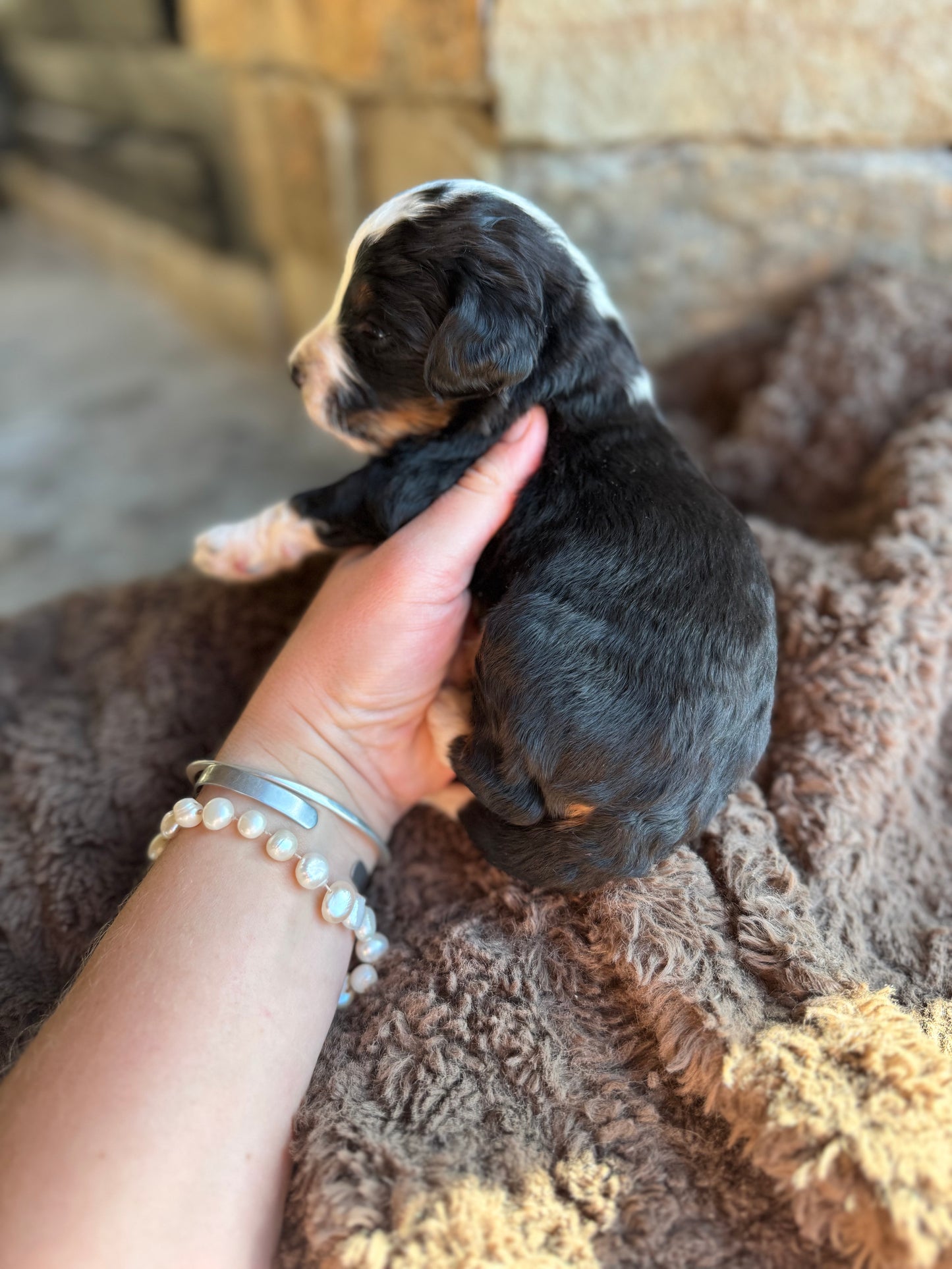 F1B Mini/ Medium Bernedoodle (male) “Pepsi”