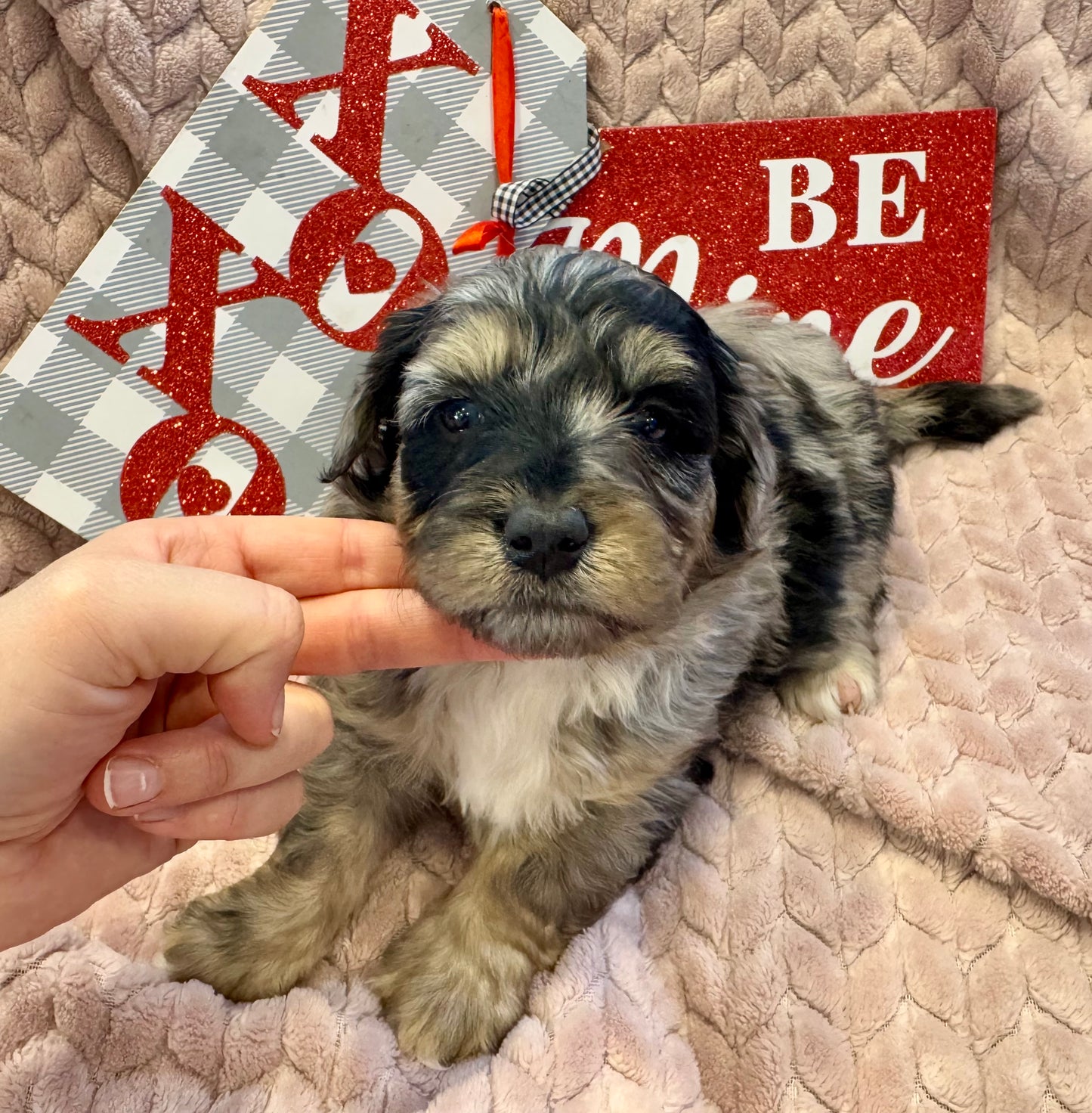 F1b Mini Bernedoodle (male) "Dean”