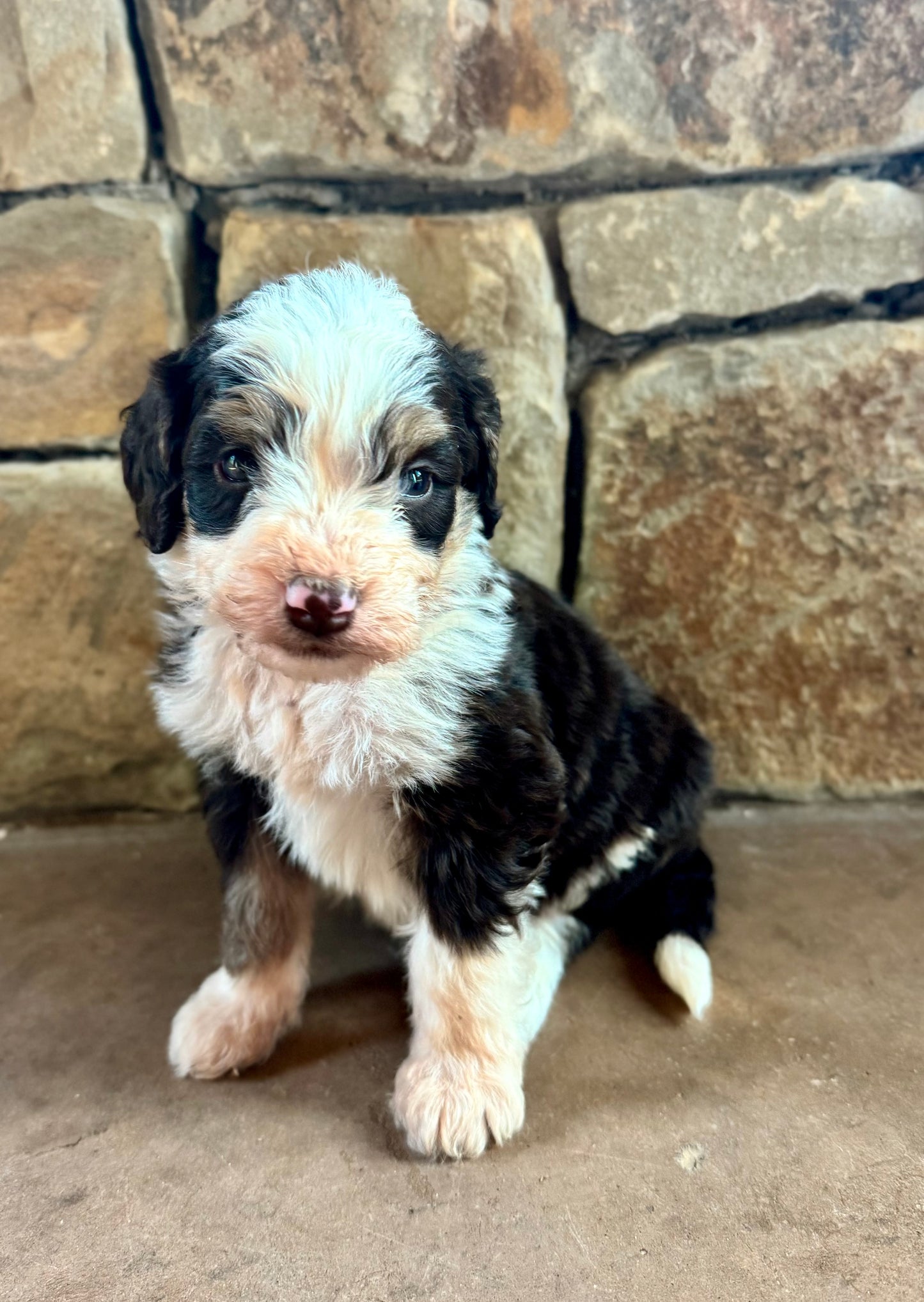 F1B Mini/ Medium Bernedoodle (female) “Root Beer”