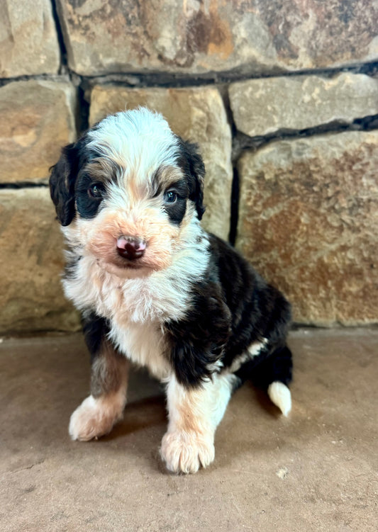 F1B Mini/ Medium Bernedoodle (female) “Root Beer”