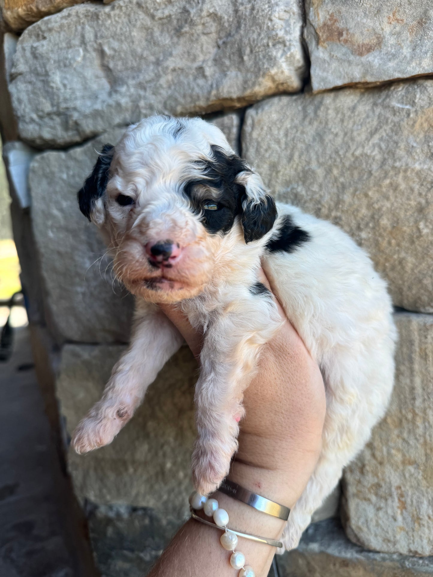 F1B Mini/Medium Bernedoodle (male) “Mountain Dew”