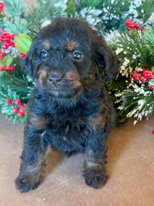 F1B Micro/Mini Bernedoodle (male) "Harry”