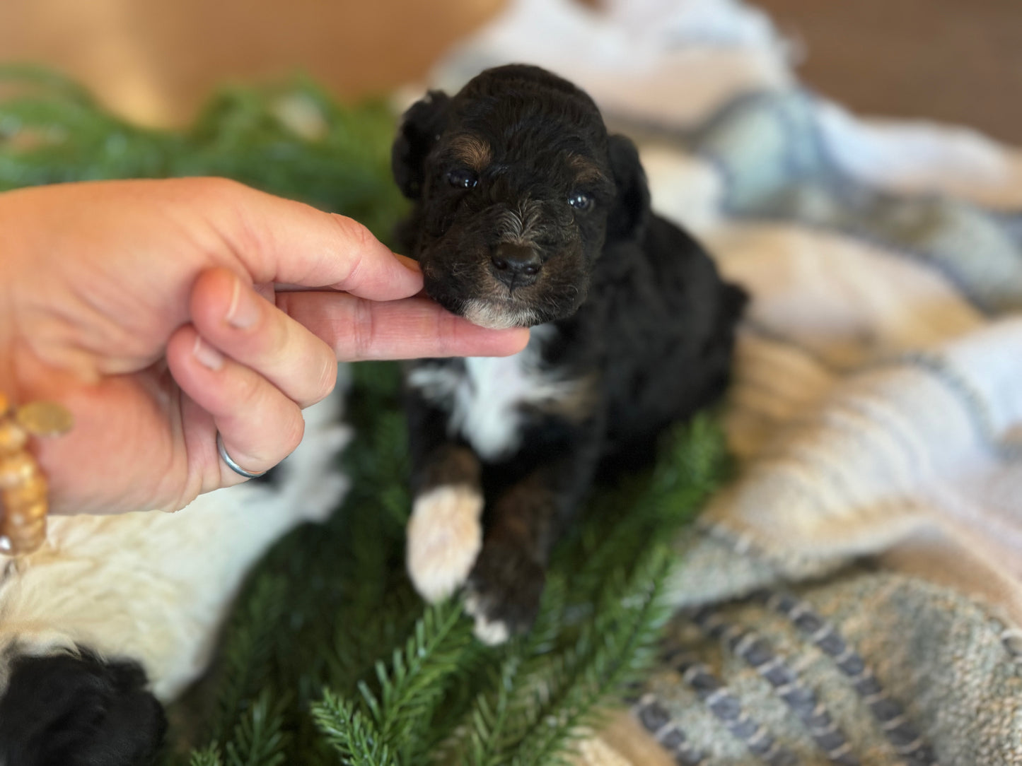 F1B Micro/Mini Bernedoodle (male) "Marv”