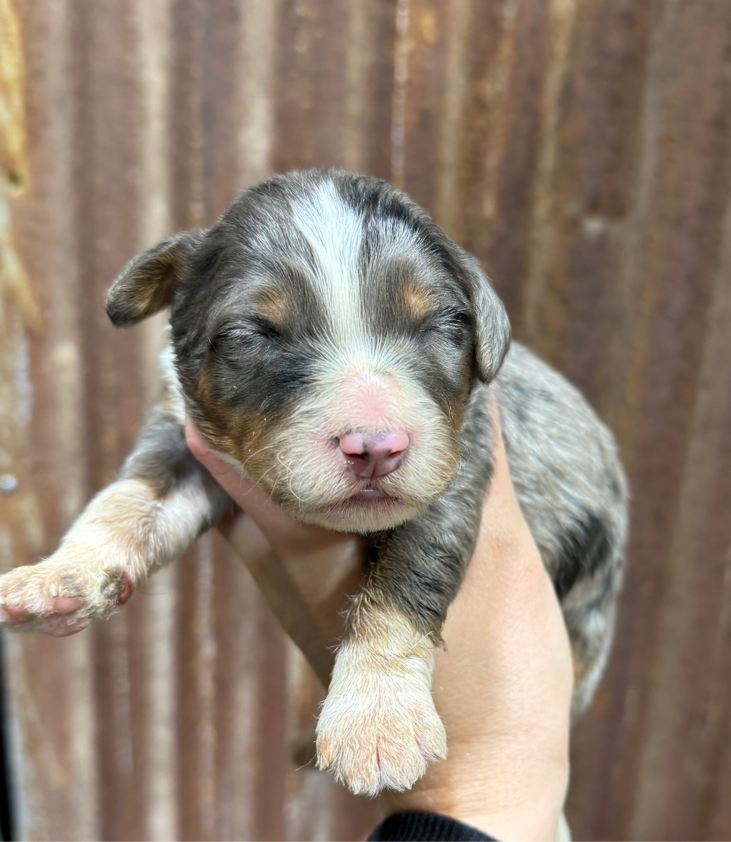 F1 Mini/medium Bernedoodle (male) "Spirit"