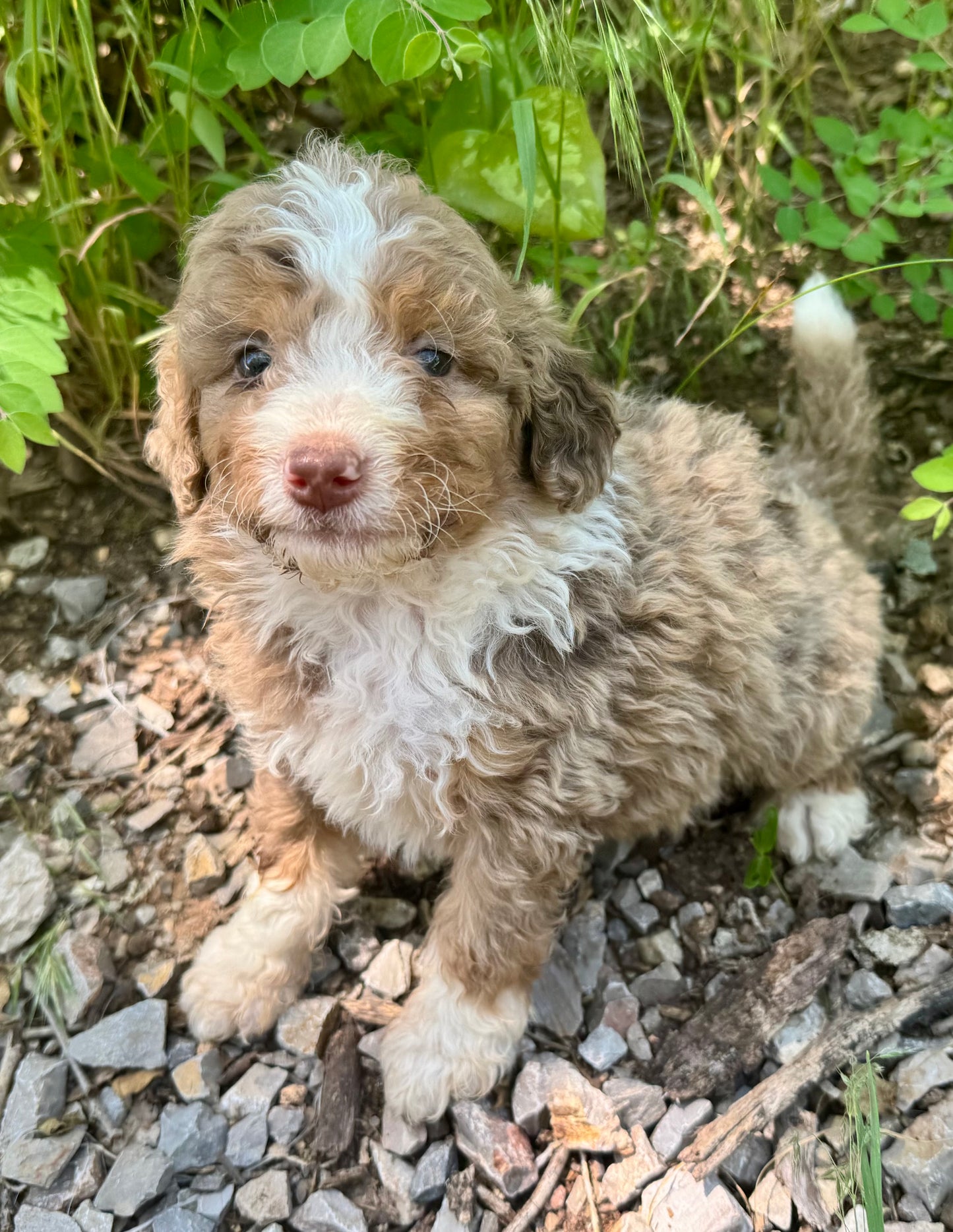 F1B Medium Bernedoodle (male) "Captain Gantu ”