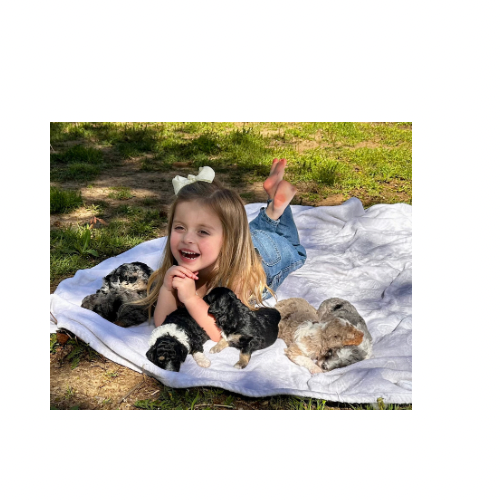 poodle and doodle puppies laying on a blanket with a little girl