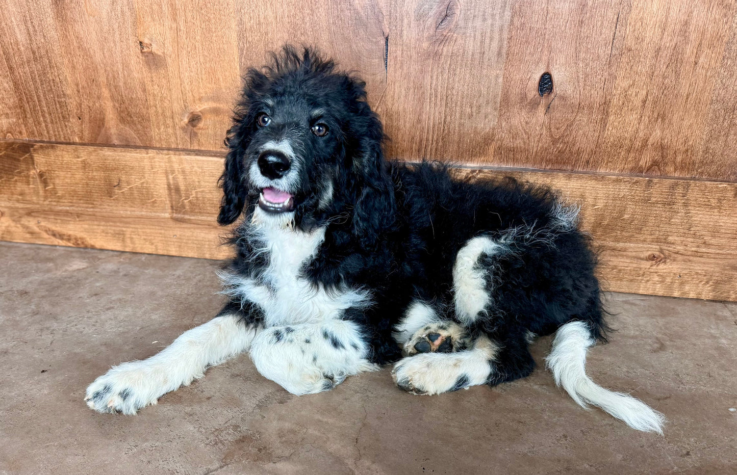 F1B Mini Bernedoodle (male) "Johnny”