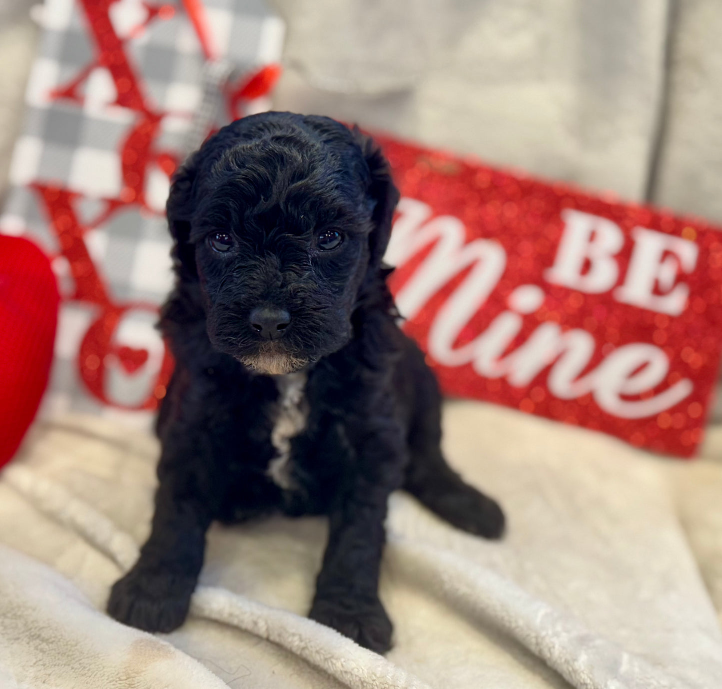 Micro Multigen Bernedoodle (female) "Emma”