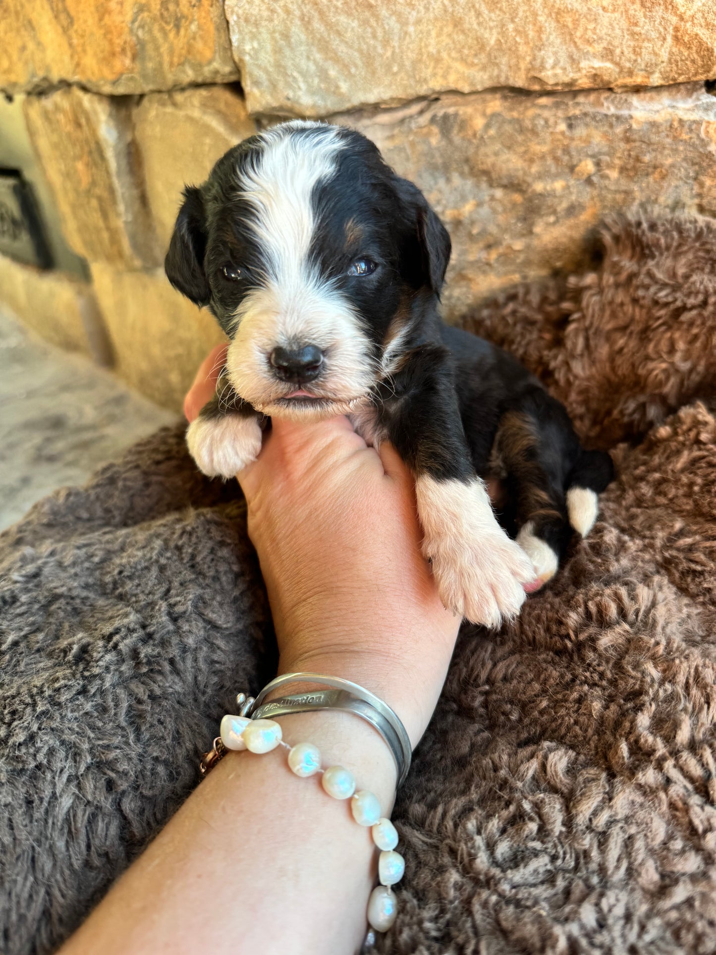 F1B Mini/ Medium Bernedoodle (male) “Pepsi”
