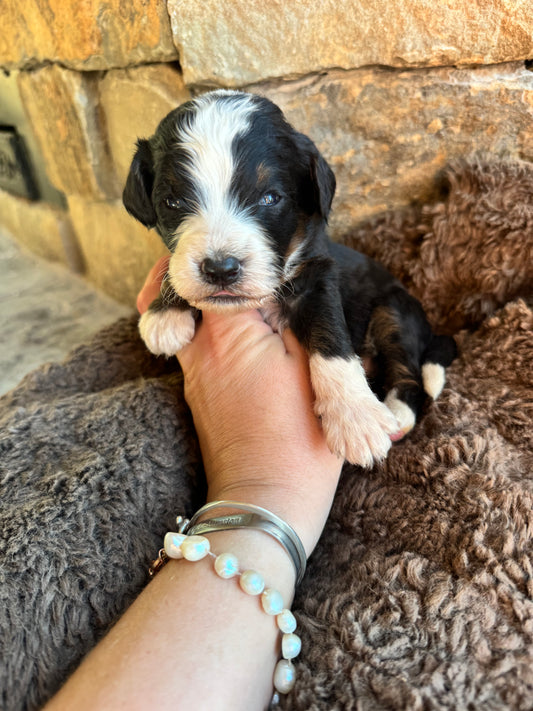 F1B Mini/ Medium Bernedoodle (male) “Pepsi”