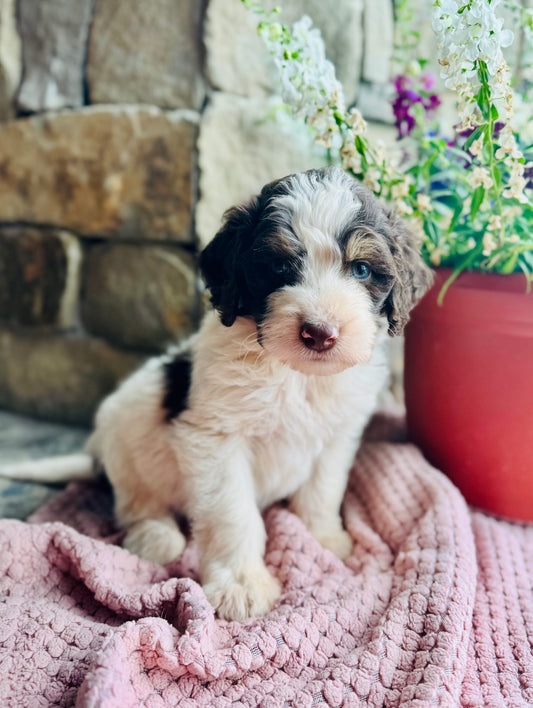 F1B Mini/ Medium Bernedoodle (male) “Diet Coke”