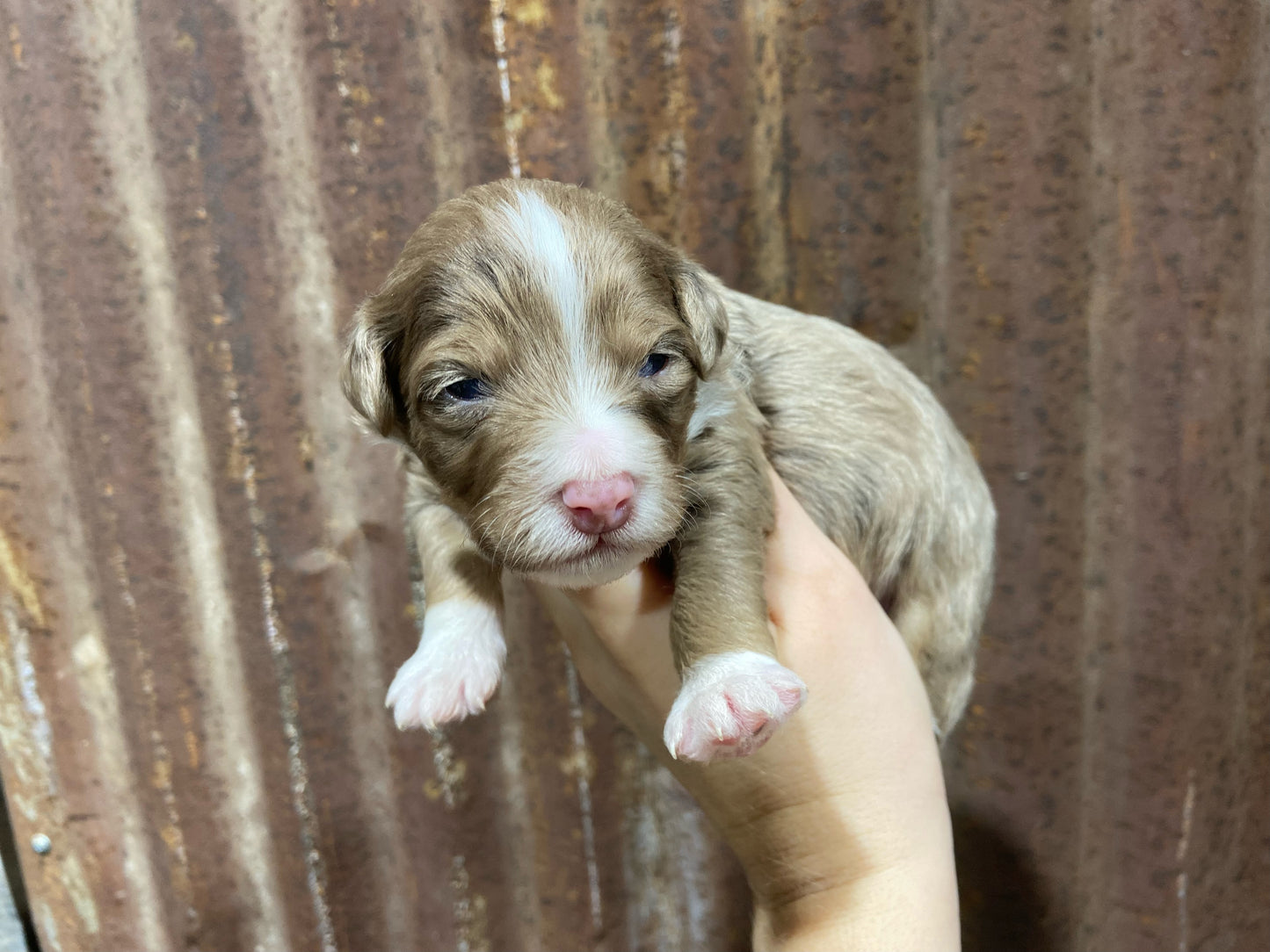 F1b Mini Bernedoodle (male) "Luke”