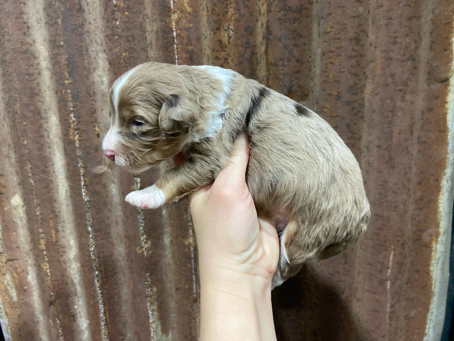 F1b Mini Bernedoodle (male) "Luke”