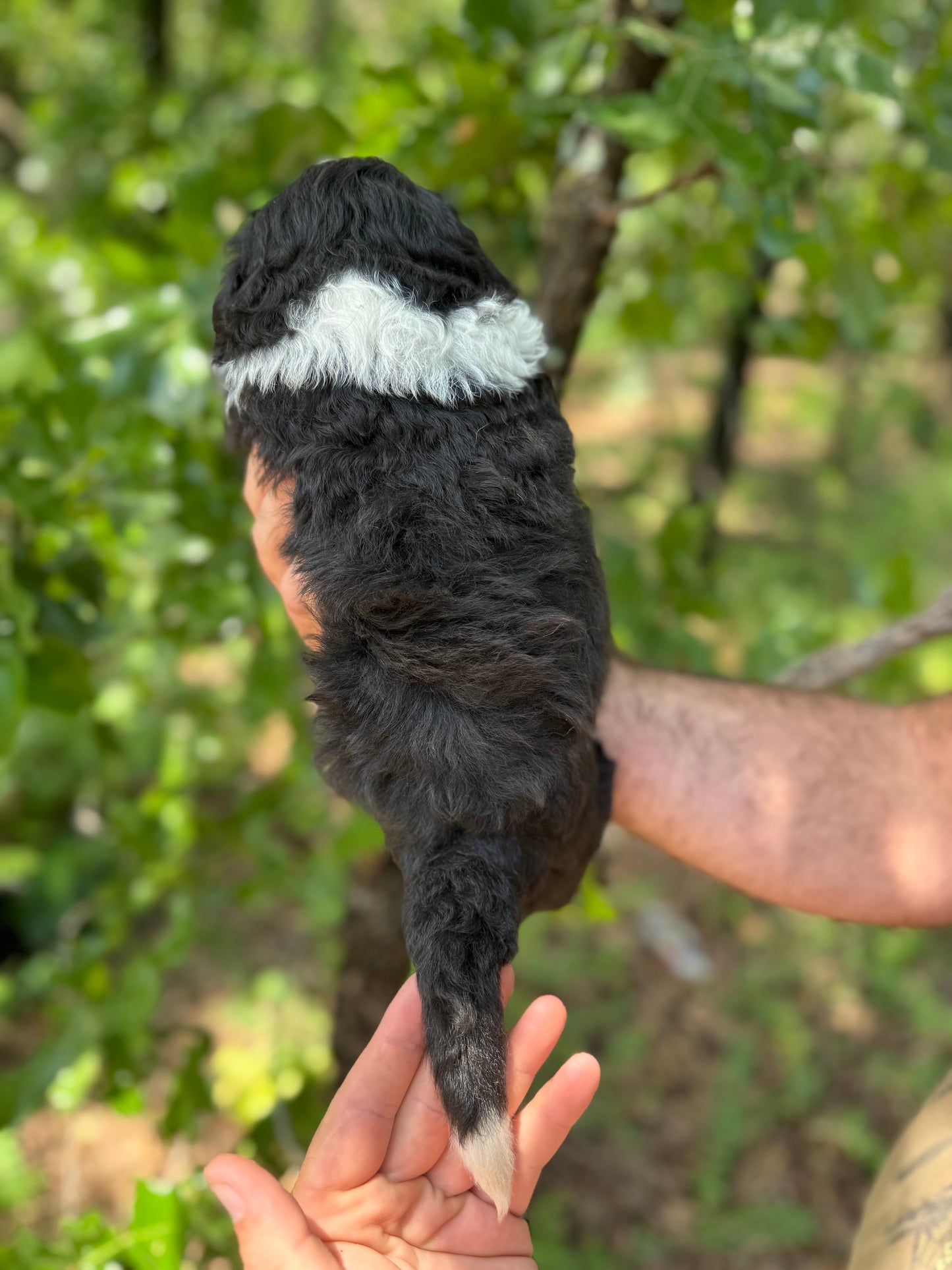 F1 Standard Bernedoodle (male) "black cat"