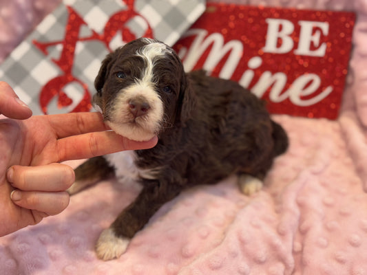 F1bb Micro Bernedoodle (male) "John Dutton”