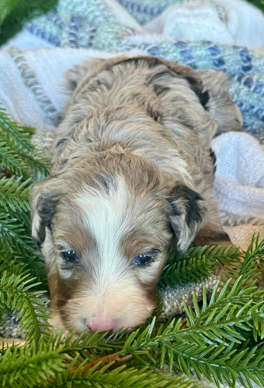 F1B Micro/Mini Bernedoodle (female) "Kate”