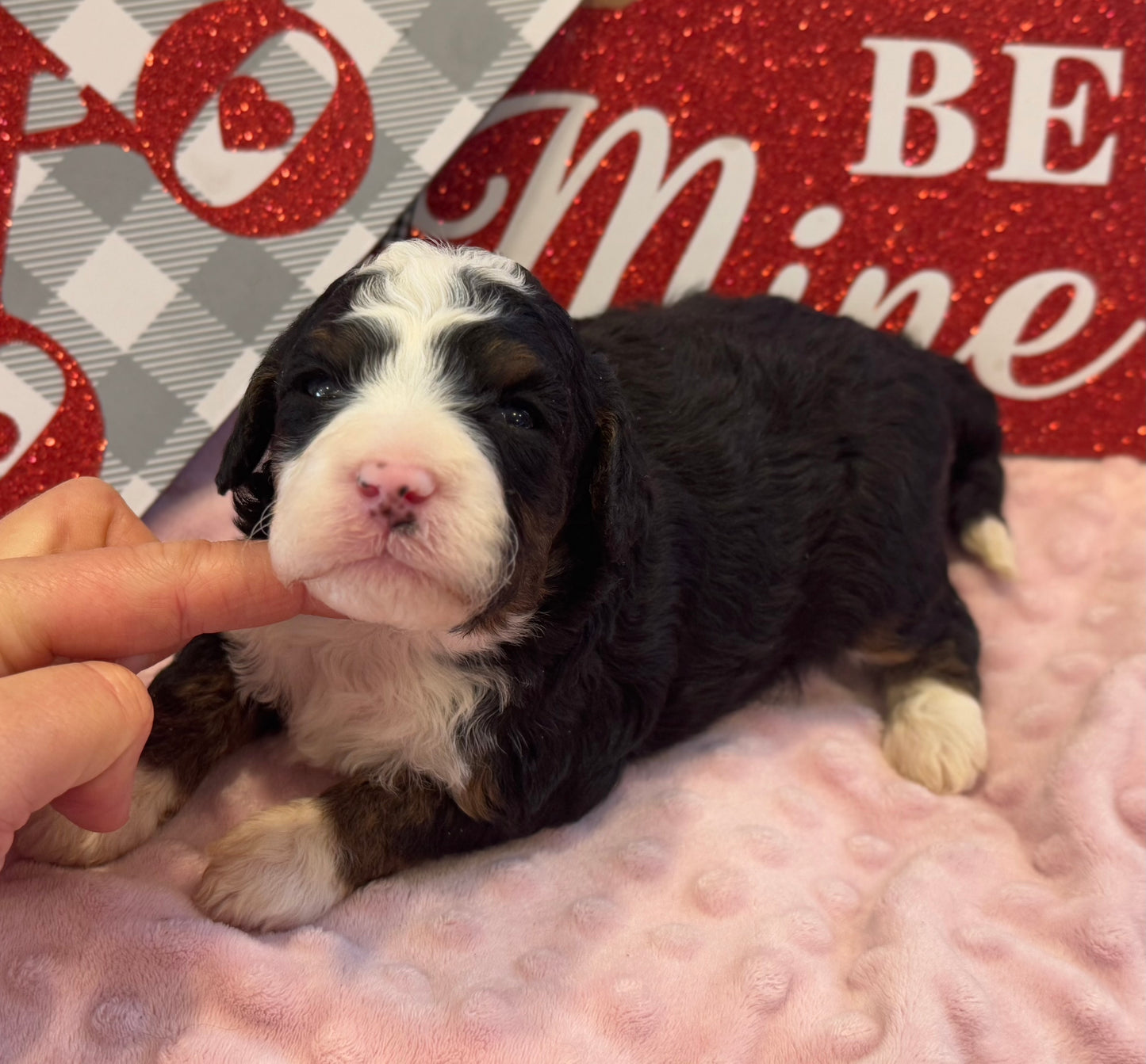 F1bb Micro Bernedoodle (Female) "Teeter"