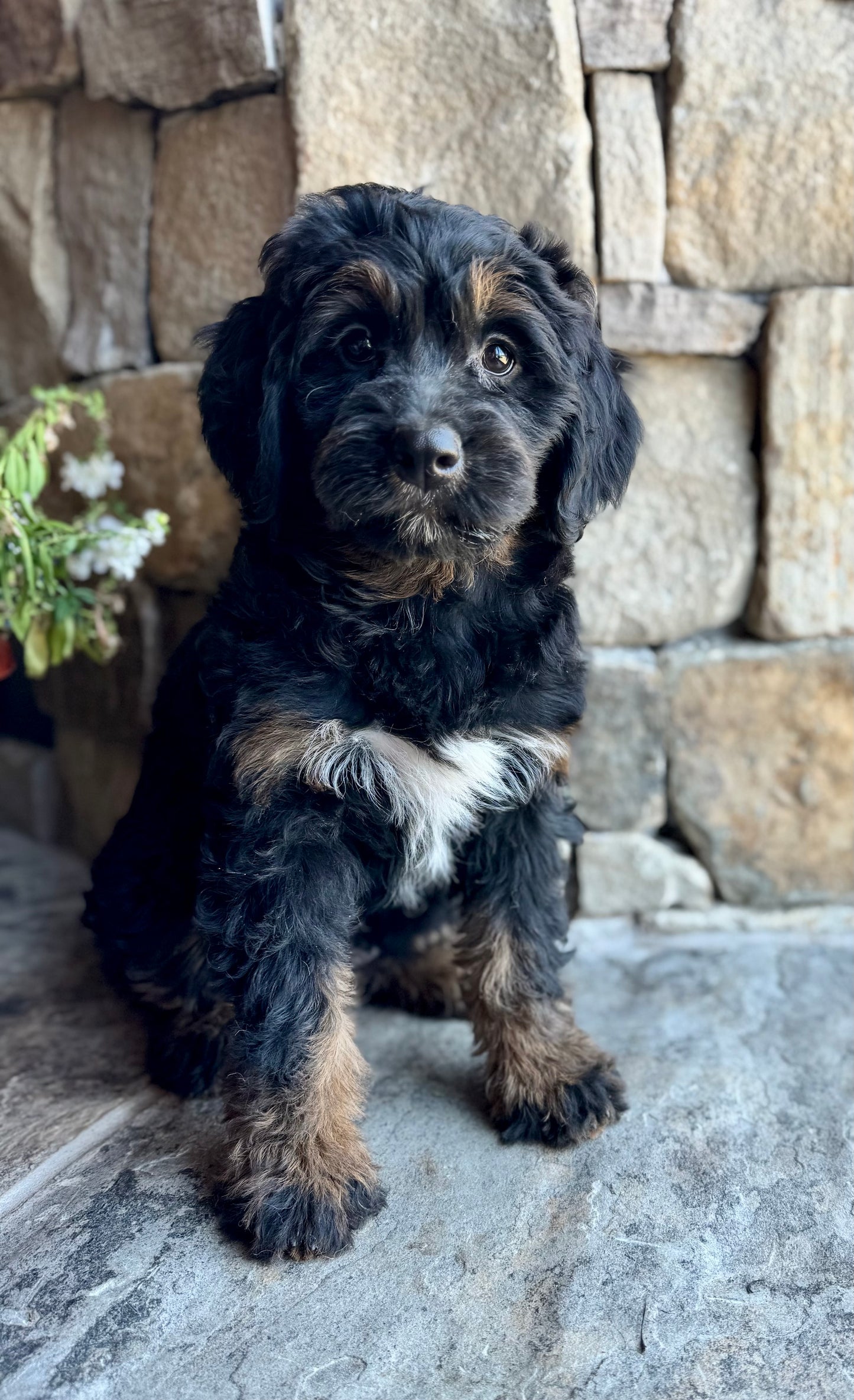 F1 mini  Bernedoodle (female) "BlackBerry”