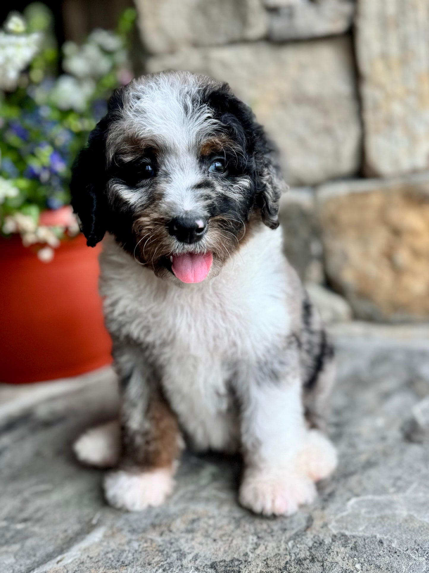 F1B Mini/ Medium Bernedoodle (female) “Coke”