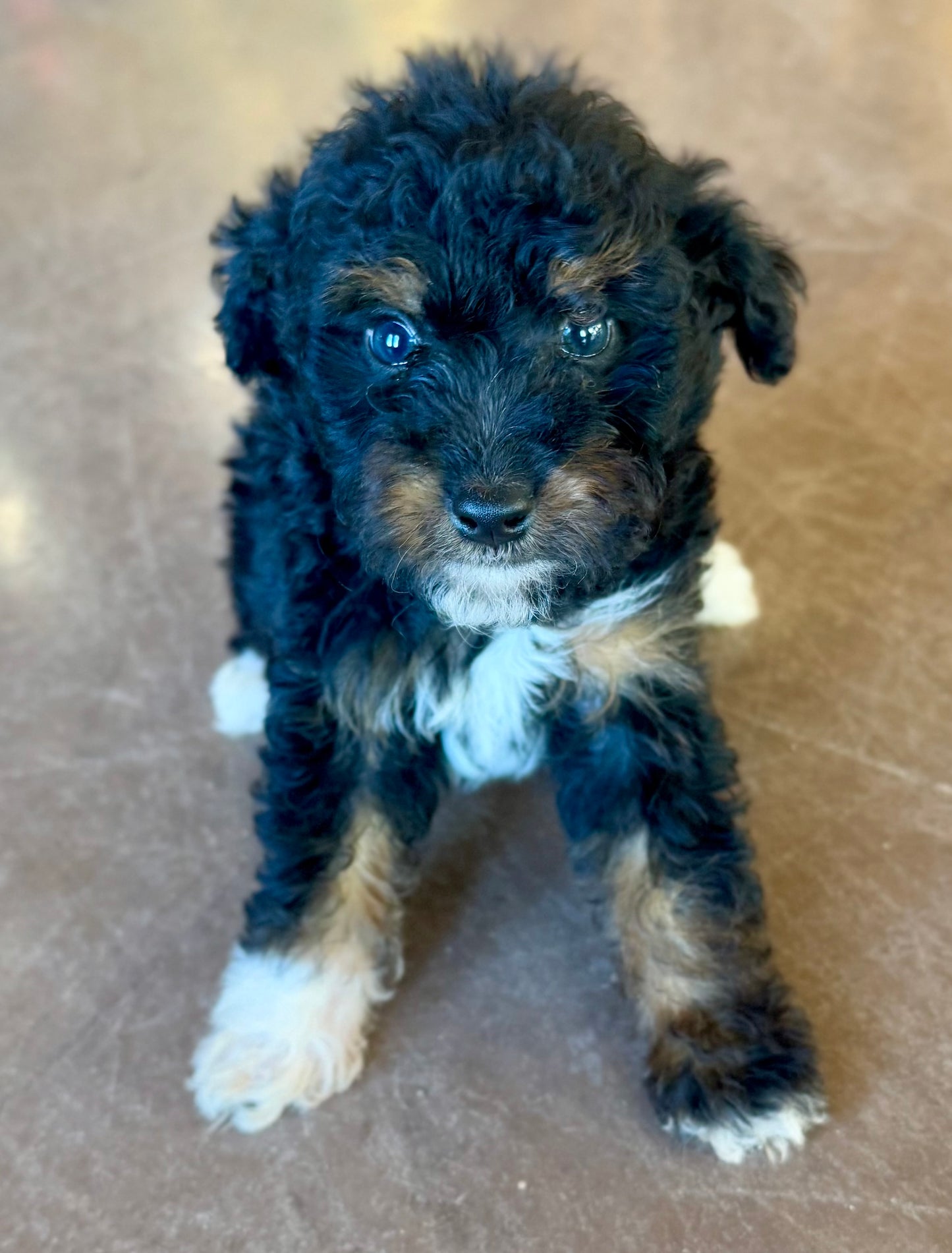 F1B Micro/Mini Bernedoodle (male) "Marv”
