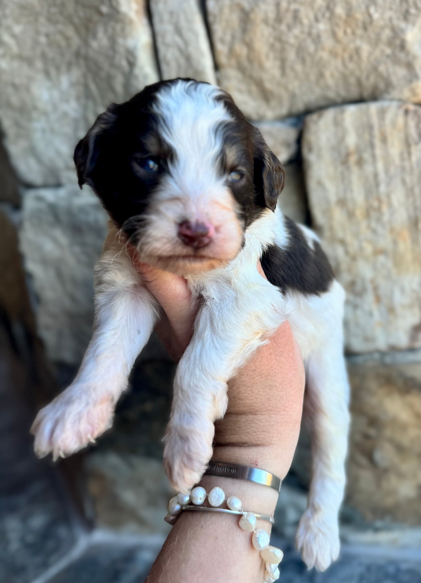 F1B Mini/ Medium Bernedoodle (male) “Diet Coke”