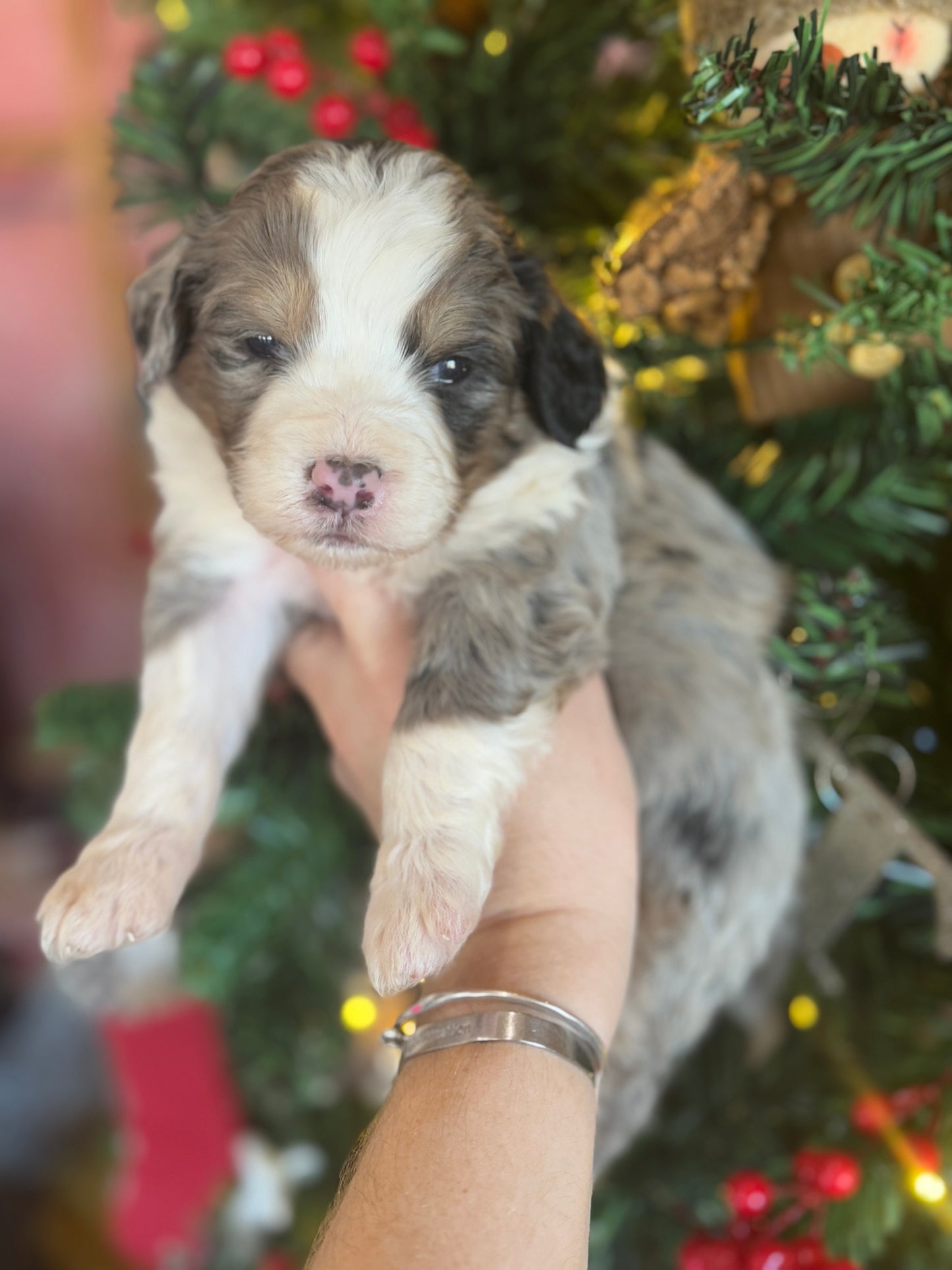 F1 Standard Bernedoodle (female) "Daisy”