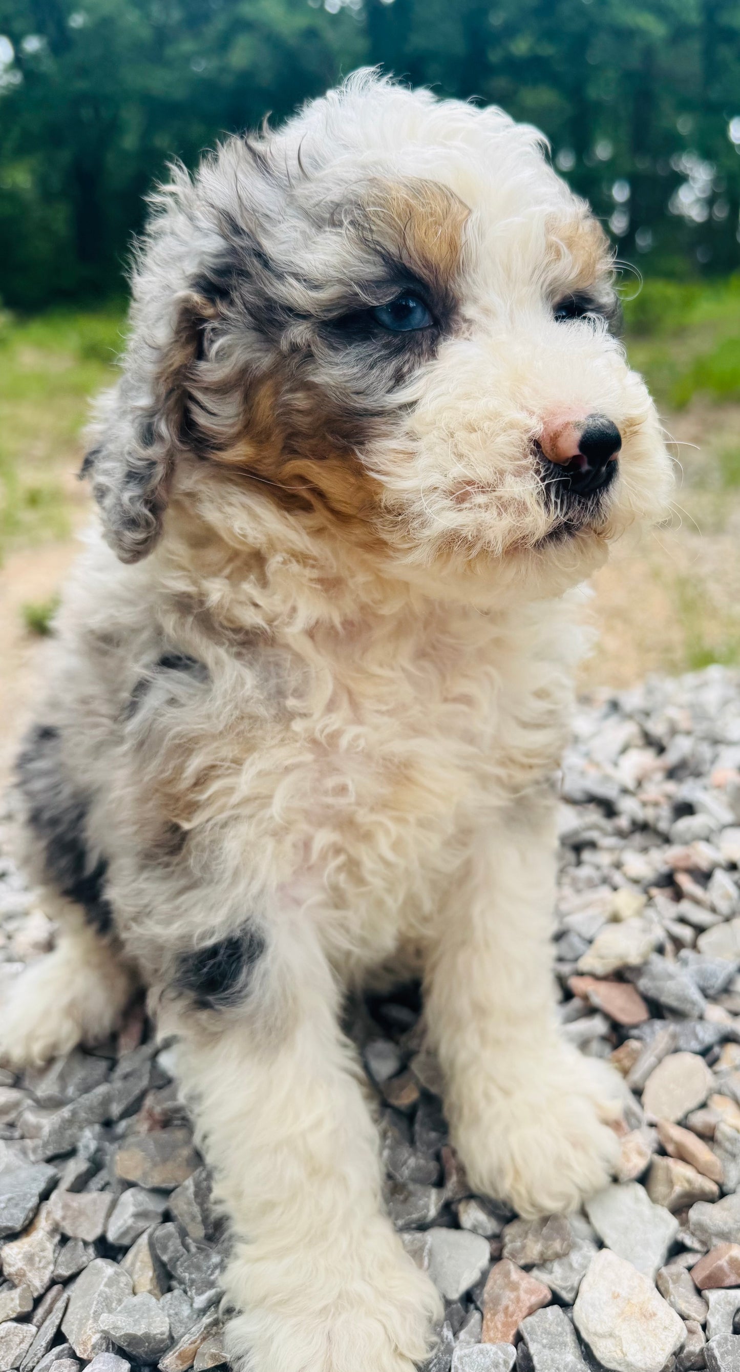 F1B Medium Bernedoodle (male) "Cobra Bubbles ”