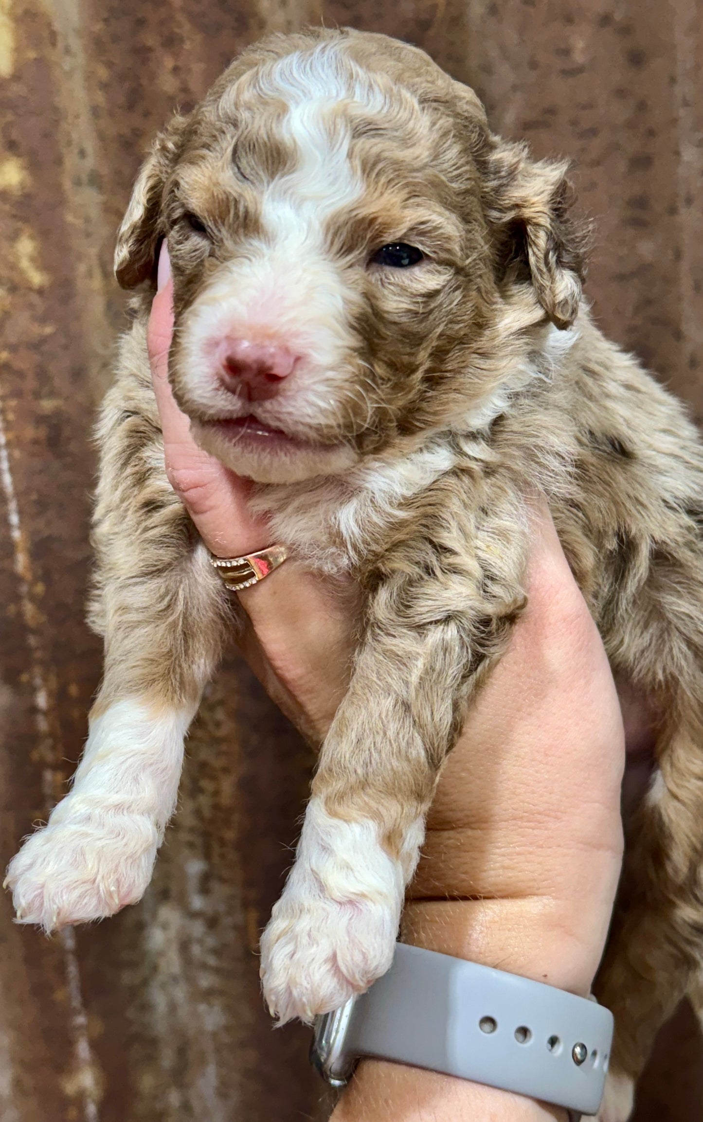 F1B Medium Bernedoodle (male) "Captain Gantu ”