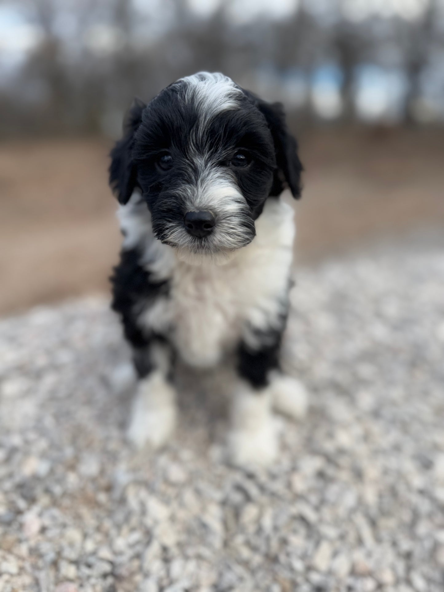 F1b Mini Bernedoodle (female) "Lorelai”