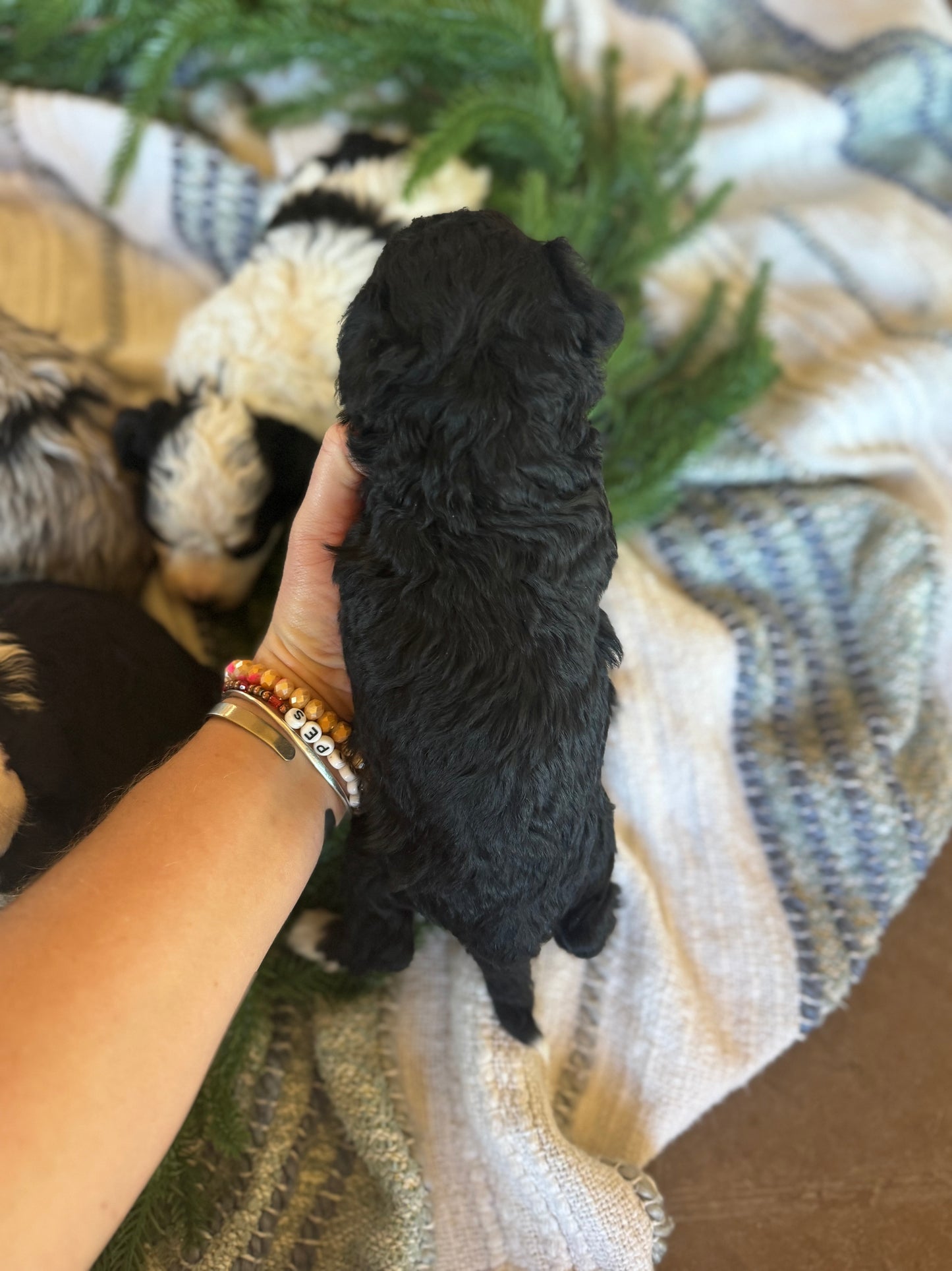 F1B Micro/Mini Bernedoodle (male) "Marv”