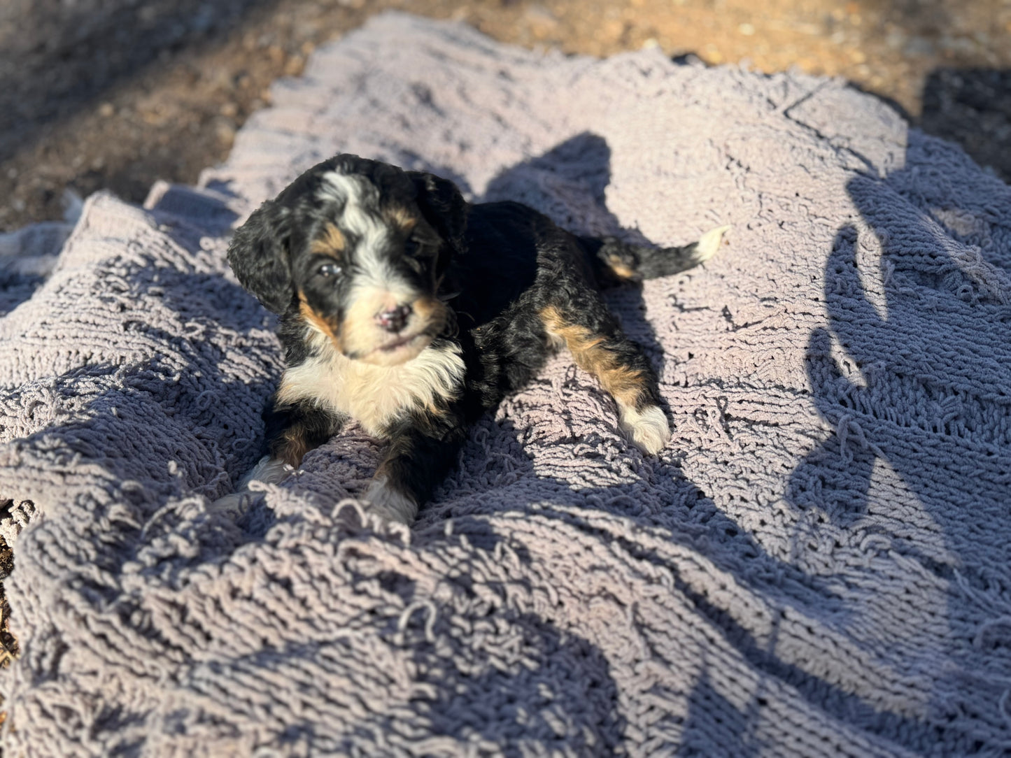 F1 Mini/medium Bernedoodle (female) "Abigail”