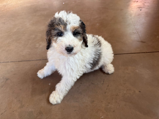 F1B Mini Bernedoodle (male) "Hopper”