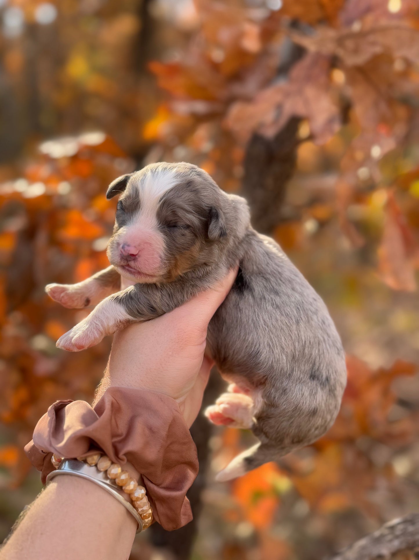 F1 Standard Bernedoodle (male) “Goofy”