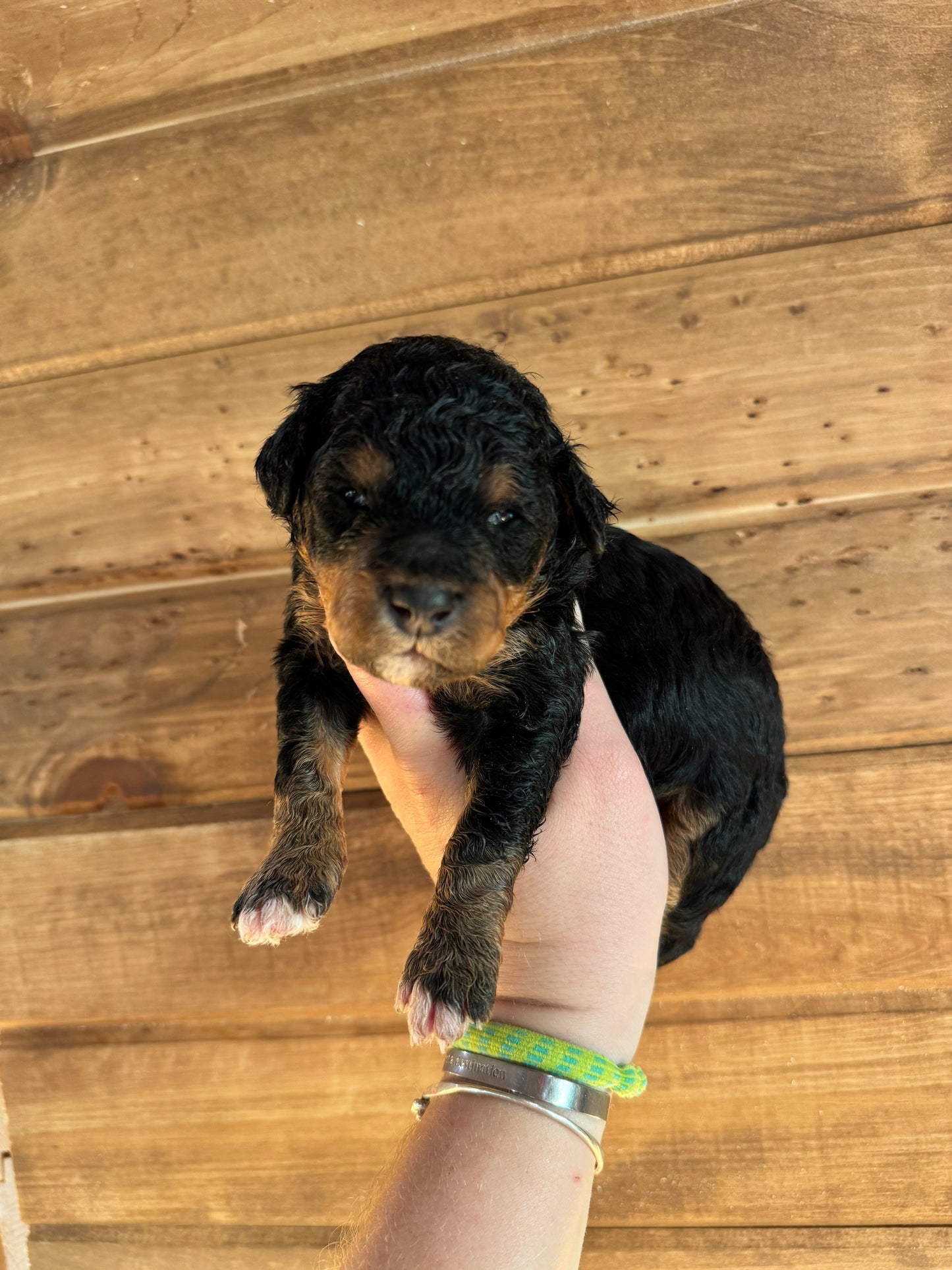 F1BB Micro/Mini Bernedoodle (female) "Bunny”