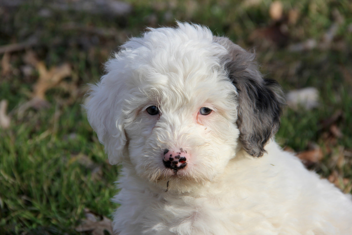 F1bb Micro/Mini Bernedoodle (male) "Lefty"