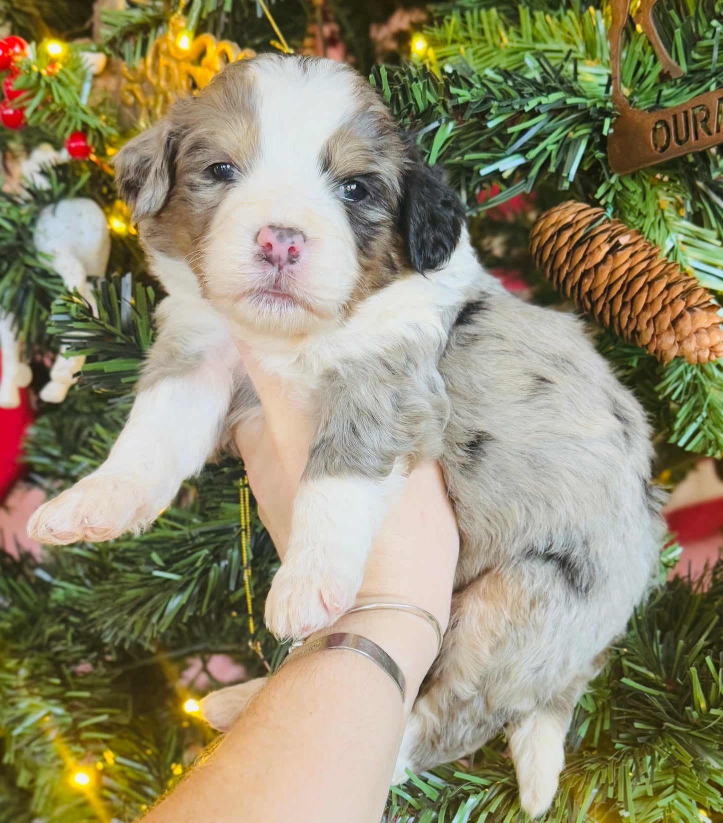 F1 Standard Bernedoodle (female) "Daisy”