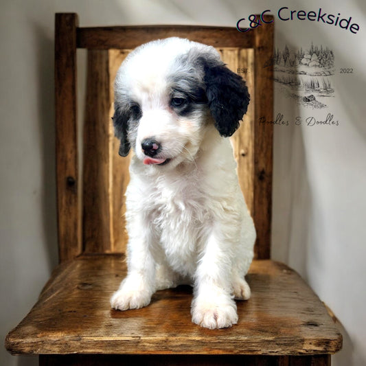 F1B Mini Bernedoodle (female) "Pleakley”