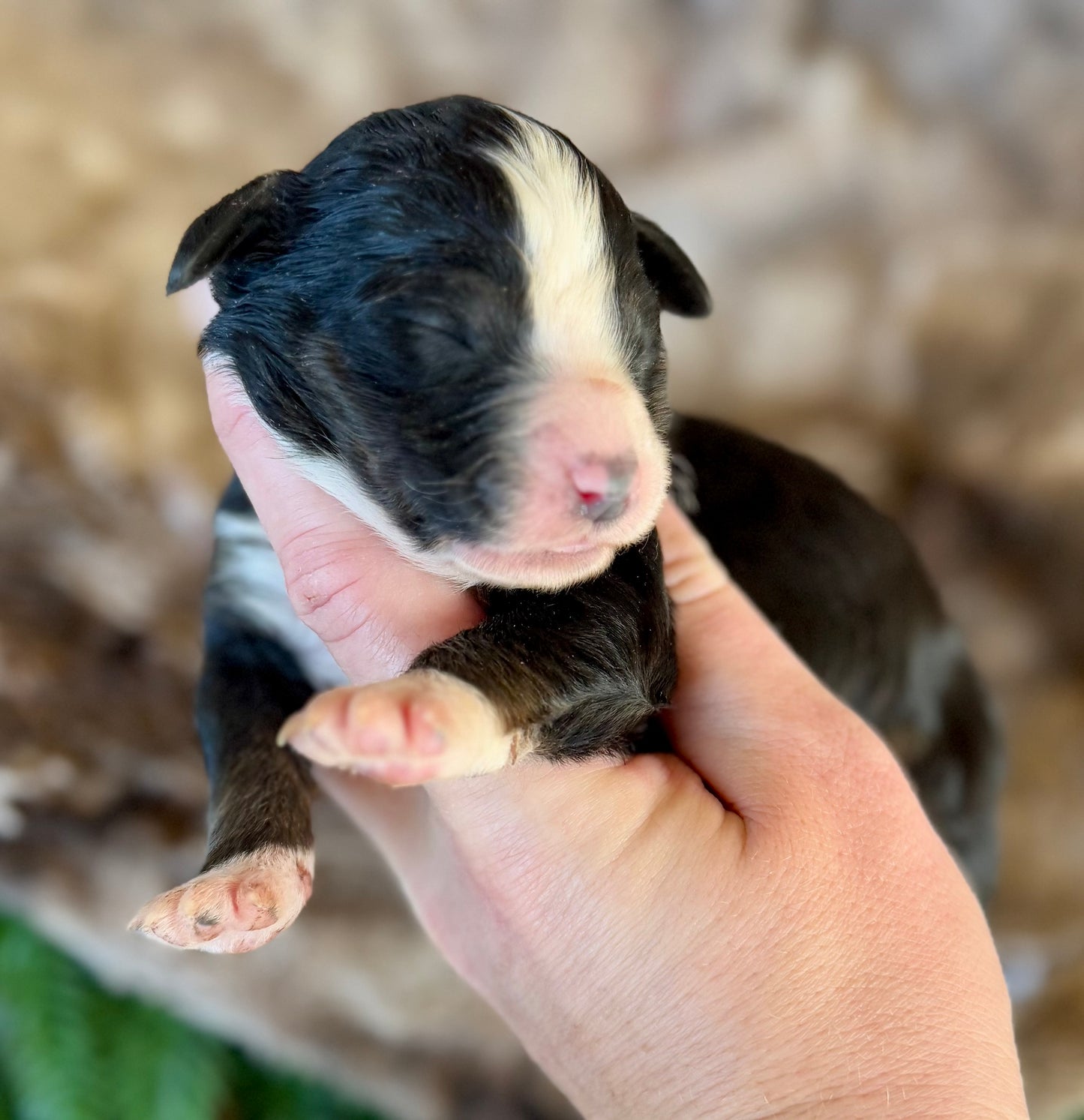 F1 Standard Bernedoodle (female) "Minnie”