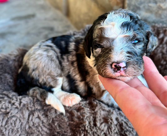 F1B Mini/ Medium Bernedoodle (female) “Coke”
