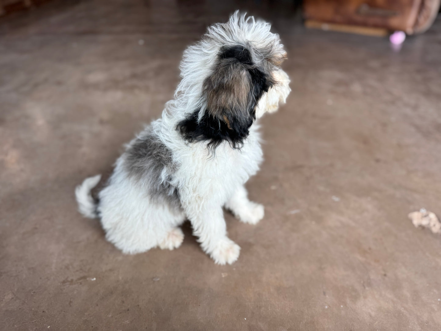 F1B mini Bernedoodle (male) “ Doc”