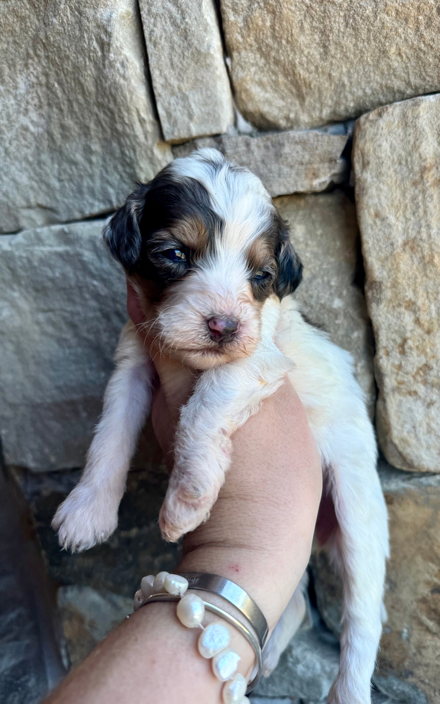 F1B Mini/ Medium Bernedoodle (female) “Sierra Mist”